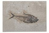 Fossil Fish (Diplomystus) - Green River Formation #214114-1